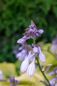 Hosta 'Sum and Substance' - 3 Ltr pot - image 2