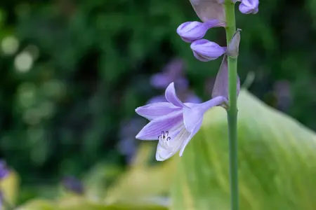 Hosta 'Sum and Substance' - 3 Ltr pot - image 3