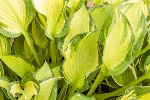 Hosta tardiana 'June'