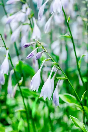 Hosta 'Undulata Albomarginata' - 2 Ltr pot - image 3