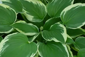 Hosta 'Undulata Albomarginata'