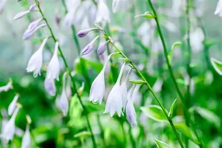 Hosta 'Undulata Albomarginata' - P9 - image 2