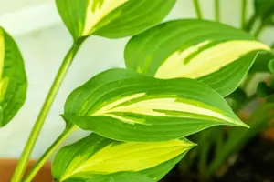 Hosta 'Undulata Mediovariegata'