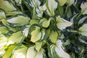 Hosta 'Undulata Univittata'