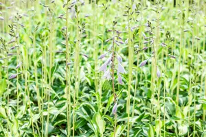 Hosta 'Undulata Univittata' - 3 Ltr pot - image 3