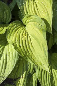 Hosta ventricosa - 2 Ltr pot