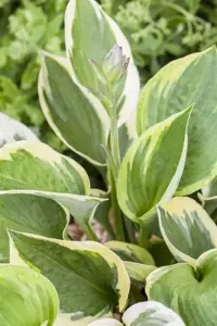 Hosta 'Whirlwind' - P11 - image 1