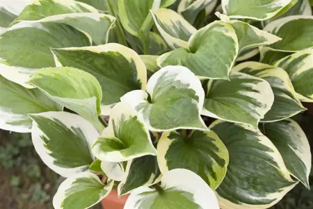 Hosta 'Whirlwind' - P11 - image 2
