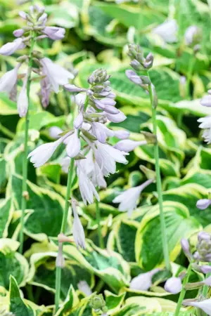 Hosta 'Wide Brim' - 2 Ltr pot - image 3