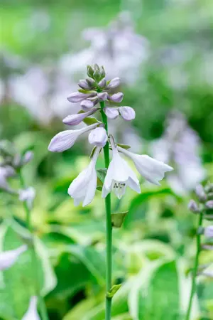 Hosta 'Wide Brim' - 2 Ltr pot - image 5