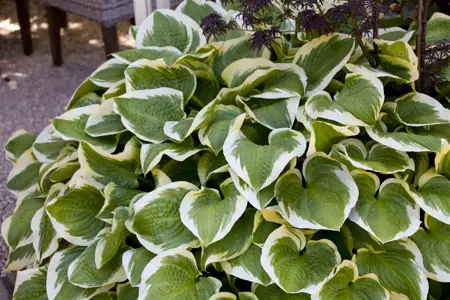 Hosta 'Wide Brim' - 2 Ltr pot - image 2