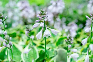 Hosta 'Wide Brim' - 2 Ltr pot - image 4