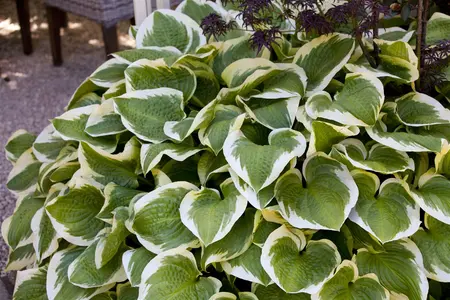 Hosta 'Wide Brim' - 3 Ltr pot - image 1