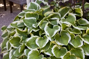 Hosta 'Wide Brim' - 3 Ltr pot - image 1