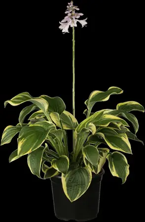 Hosta 'Wide Brim' - 2 Ltr pot - image 1