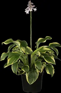Hosta 'Wide Brim'
