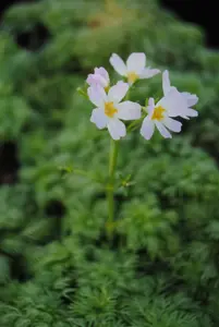 Hottonia palustris