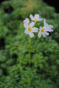 Hottonia palustris