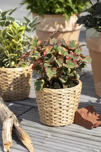 Houttuynia cord. 'Chameleon' - 17 cm aquatic basket - image 2