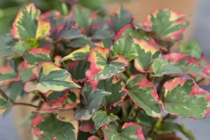 Houttuynia cord. 'Chameleon' - 2 Ltr pot - image 3