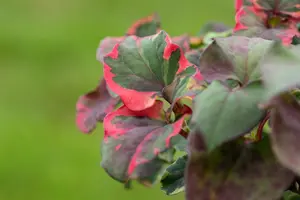 Houttuynia cord. 'Chameleon' - C3.5 - image 4