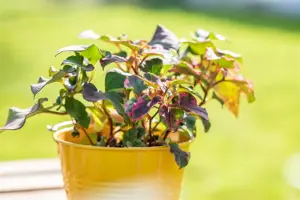 Houttuynia cord. 'Chameleon' - 2 Ltr pot - image 4