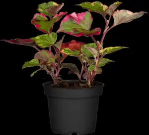 Houttuynia cord. 'Chameleon'