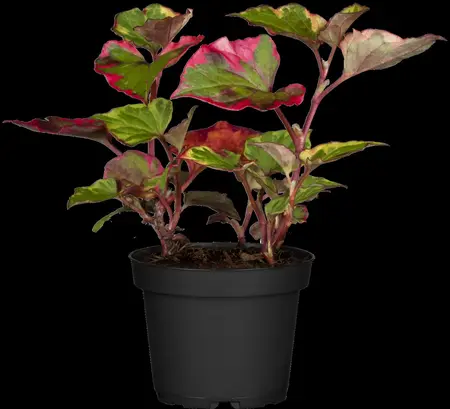 Houttuynia cord. 'Chameleon' - 17 cm aquatic basket - image 1