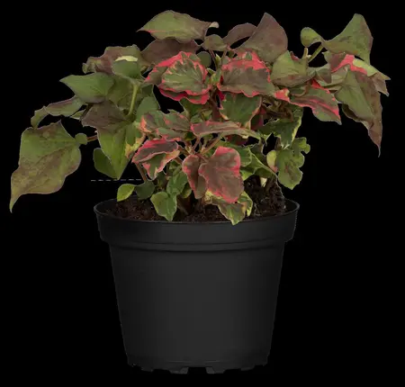 Houttuynia cord. 'Chameleon' - 17 cm aquatic basket - image 5