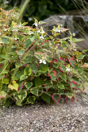 Houttuynia cordata - P9 - image 2