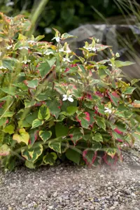 Houttuynia cordata - P9 - image 2