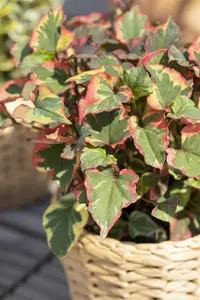 Houttuynia cordata - 17 cm aquatic basket - image 4