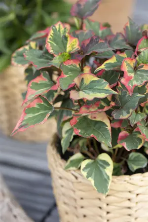 Houttuynia cordata - 17 cm aquatic basket - image 5