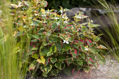 Houttuynia cordata - P9 - image 3