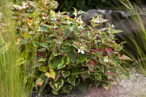 Houttuynia cordata - P9 - image 3