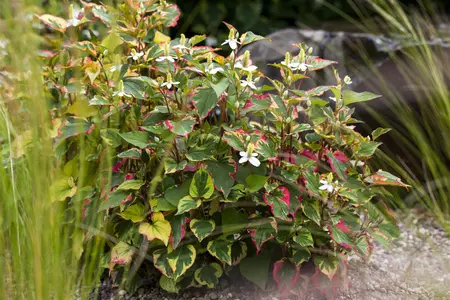 Houttuynia cordata - 17 cm aquatic basket - image 3