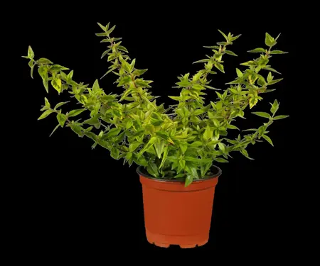 Houttuynia cordata - P9 - image 1