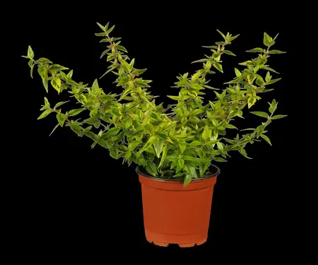 Houttuynia cordata - 17 cm aquatic basket - image 1