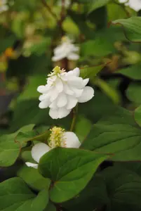 Houttuynia cordata 'Plena'