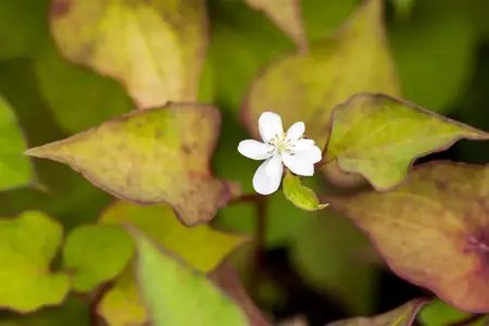 Houttuynia cordata 'Plena' - P9 - image 2