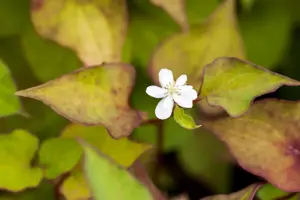Houttuynia cordata 'Plena' - P9 - image 2