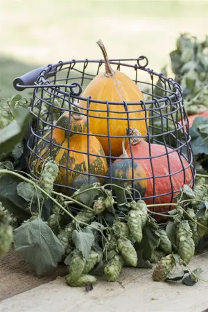 Humulus lup. 'Wye Challenger' (Challenger) - 2 Ltr pot - image 1