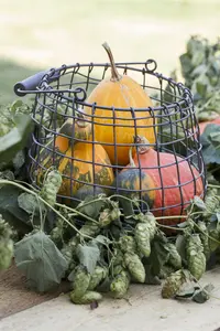 Humulus lup. 'Wye Challenger' (Challenger) - 2 Ltr pot - image 1