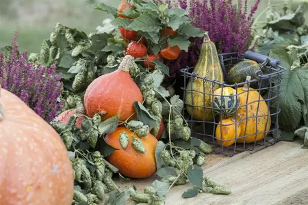 Humulus lup. 'Wye Challenger' (Challenger) - 2 Ltr pot - image 5