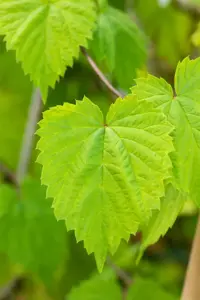 Humulus lupulus 'Aureus' - 1.5 Ltr pot - image 2