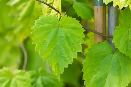Humulus lupulus 'Aureus' - 1.5 Ltr pot - image 1