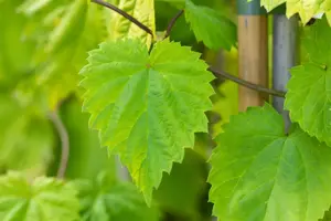 Humulus lupulus 'Aureus'