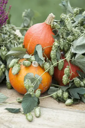 Humulus lupulus 'Golden Tassels' - 1.5 Ltr pot - image 2