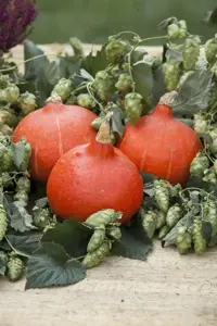 Humulus lupulus 'Golden Tassels' - 1.5 Ltr pot - image 3