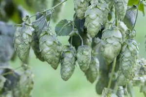 Humulus lupulus 'Hersbrucker'